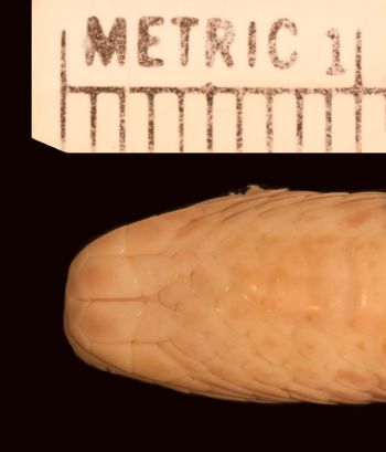Media type: image;   Herpetology R-4538